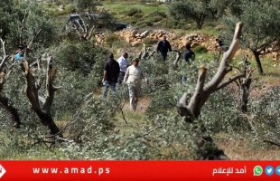 مستوطنون إرهابيون يحطمون أشجار زيتون ويُجرون تدريبات قرب منازل المواطنين في مسافر يطا
