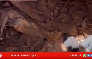 جيش الاحتلال يسمح لعناصر من حماس البحث عن جثامين الرهائن في قطاع غزة