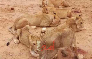 إجلاء (23) أسداً من السودان والوجهة دولتان إحداهما عربية