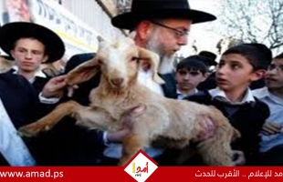 انطلاق مسيرة المستوطنين مع "قرابين الفصح" باتجاه القدس والمسجد الأقصى