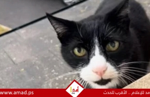 قط يتحدث بلكنة بريطانية يثير الجدل على السوشيال - فيديو