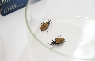 خبراء يؤكدون توطن مرض "شاغاس" في الولايات المتحدة