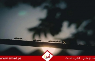 اكتشاف نوع نمل من ملكات فقط ويتكاثر دون ذكور