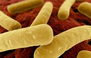 اكتشاف أكبر بكتيريا في العالم