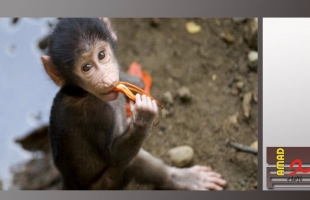 قرد يشعل فتيل أزمة الكهرباء في سريلانكا: البلاد غرقت في الظلام