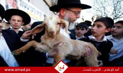 انطلاق مسيرة المستوطنين مع "قرابين الفصح" باتجاه القدس والمسجد الأقصى