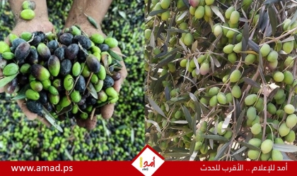 تقرير:موسم الزيتون في فلسطين..صمود أخضر بمواجهة الإرهاب الاستيطاني