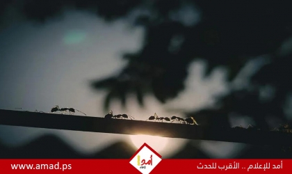 اكتشاف نوع نمل من ملكات فقط ويتكاثر دون ذكور
