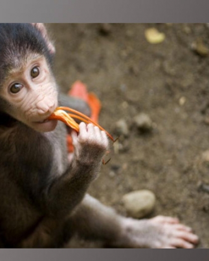 قرد يشعل فتيل أزمة الكهرباء في سريلانكا: البلاد غرقت في الظلام