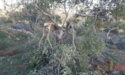 هيئة: جرائم المستوطنين ومنظماتهم الإرهابية تبلغ ذروتها في موسم قطاف الزيتون
